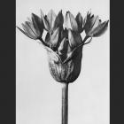 Karl Blossfeldt, Allium ostrowskianum, Knoblauchpflanze, 1928. © The J. Paul Getty Museum, Los Angeles.