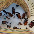 Orchestre cordes