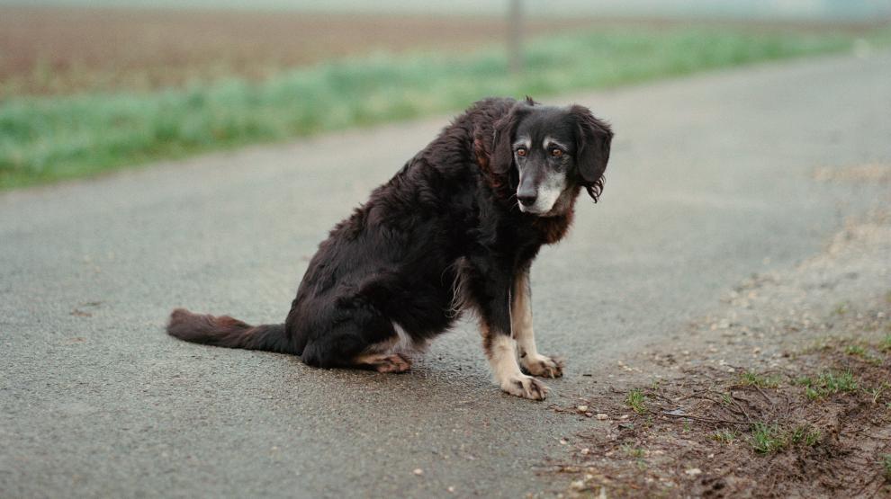 Photo Chien_Benjamin Rullier