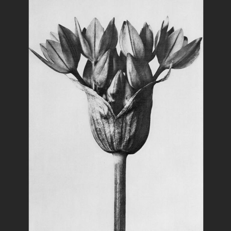 Karl Blossfeldt, Allium ostrowskianum, Knoblauchpflanze, 1928. © The J. Paul Getty Museum, Los Angeles.