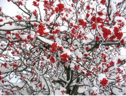 Paysage d'hiver