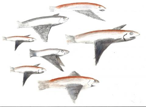 Dessin de sardines volantes